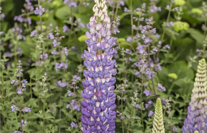Lupinus polyphyllus