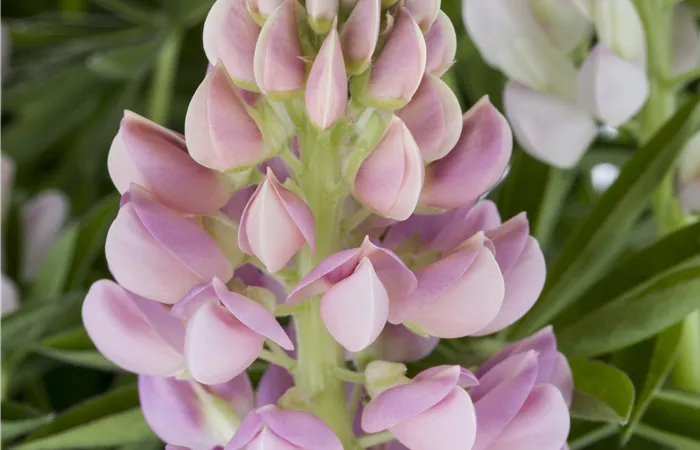Lupinus polyphyllus 'Nanus Gallery' Lupinus polyphyllus 'Nanus Gallery'