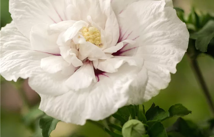 Hibiscus 'Chiffon'® Hibiscus 'Chiffon'®