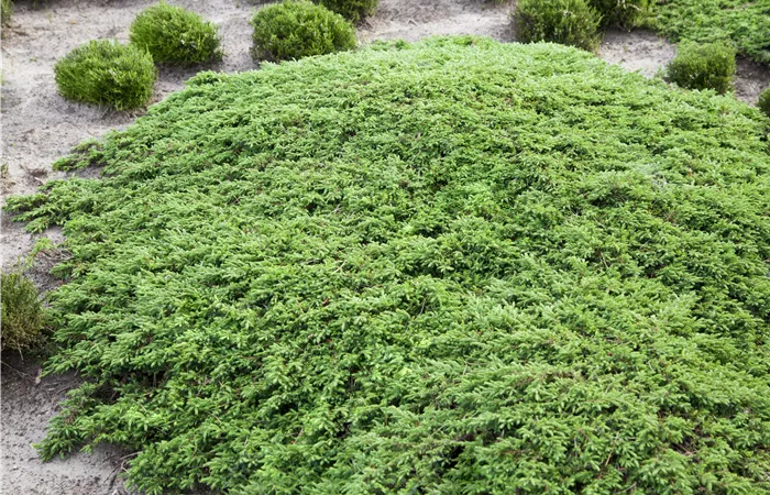 Juniperus communis 'Green Carpet' Juniperus communis 'Green Carpet'