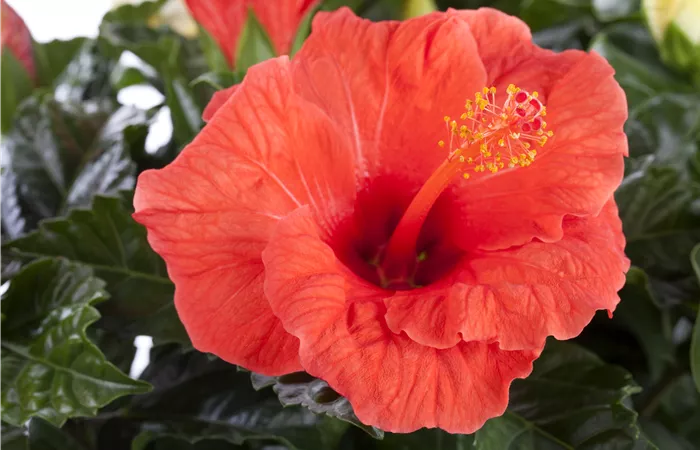 Hibiscus rosa-sinensis Hibiscus rosa-sinensis