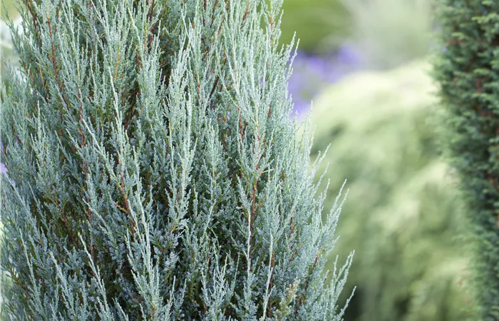 Juniperus virginiana 'Blue Arrow' Juniperus virginiana 'Blue Arrow'