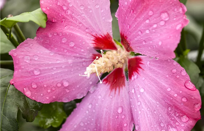 Hibiscus syriacus Hibiscus syriacus
