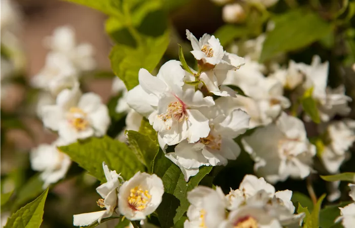 Philadelphus x virginalis Philadelphus x virginalis