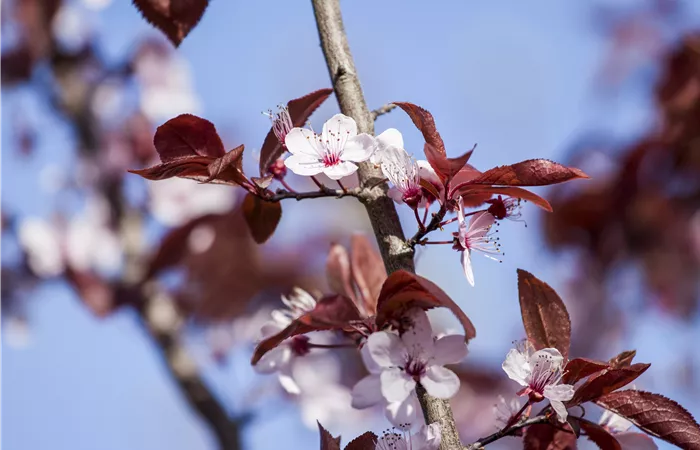 Prunus cerasifera 'Nigra' Prunus cerasifera 'Nigra'