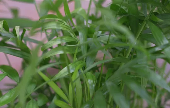 Mexikanische Bergpalme - Umtopfen Mexikanische Bergpalme - Umtopfen