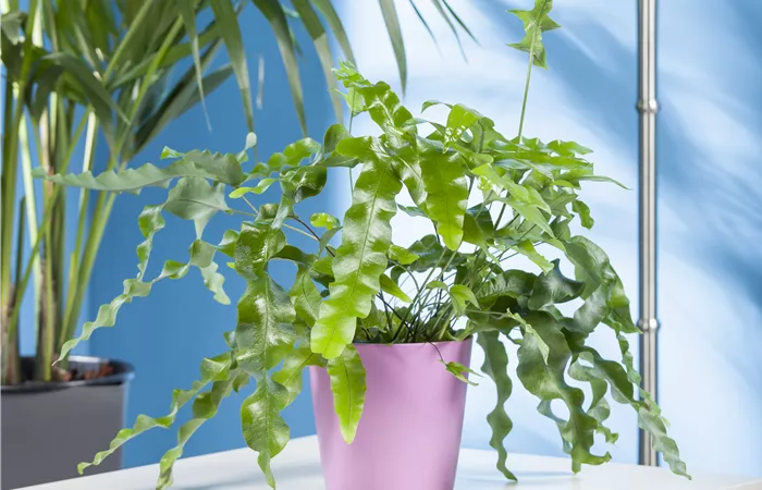 Phlebodium aureum Phlebodium aureum