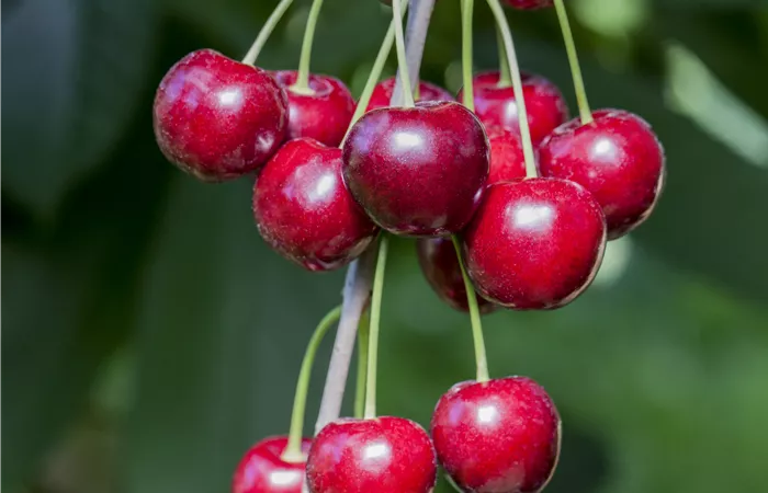 Prunus cerasus Prunus cerasus