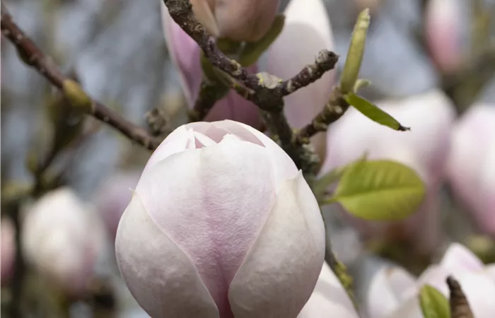 Magnolia x soulangiana Magnolia x soulangiana