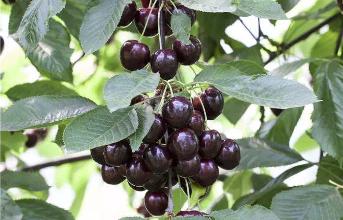 Prunus cerasus 'Schattenmorelle'