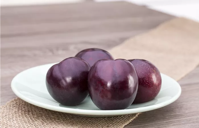 Prunus domestica Prunus domestica