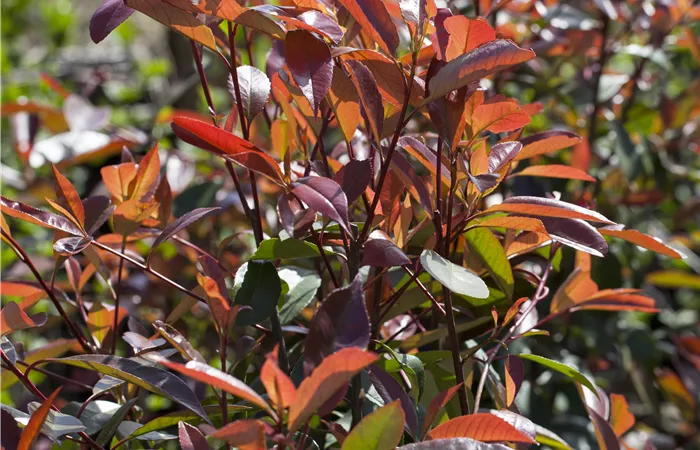 Photinia fraseri 'Red Robin' Photinia fraseri 'Red Robin'