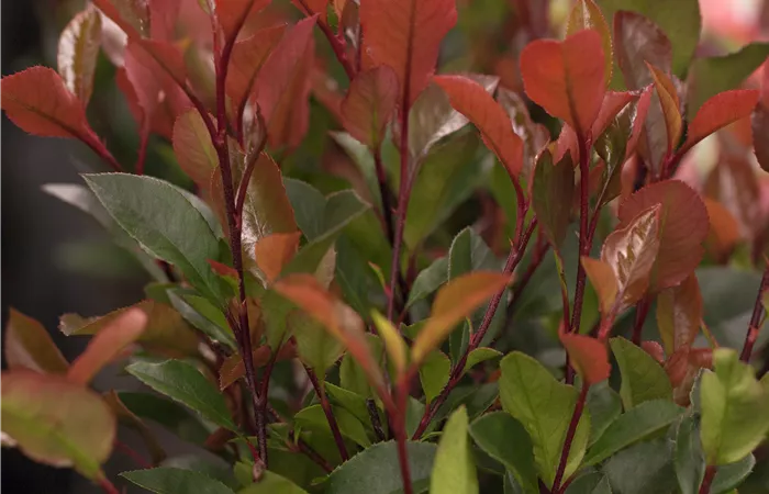 Photinia fraseri 'Little Red Robin' Photinia fraseri 'Little Red Robin'