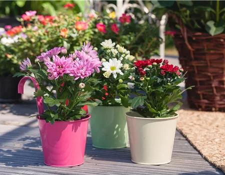 Chrysanthemen pflanzen und den Sommer verlängern