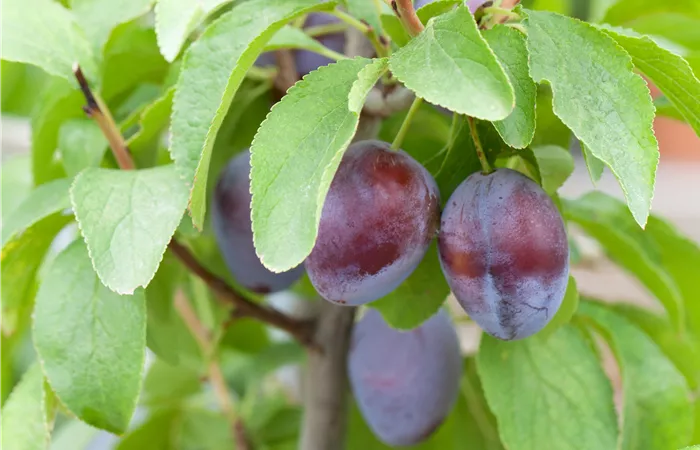 Prunus domestica subsp. domestica 'Hanita'(s) Prunus domestica subsp. domestica 'Hanita'(s)