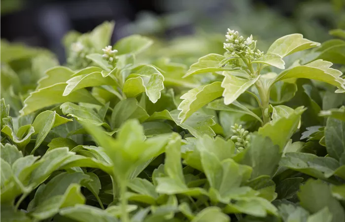 Pachysandra terminalis 'Green Sheen'® Pachysandra terminalis 'Green Sheen'®