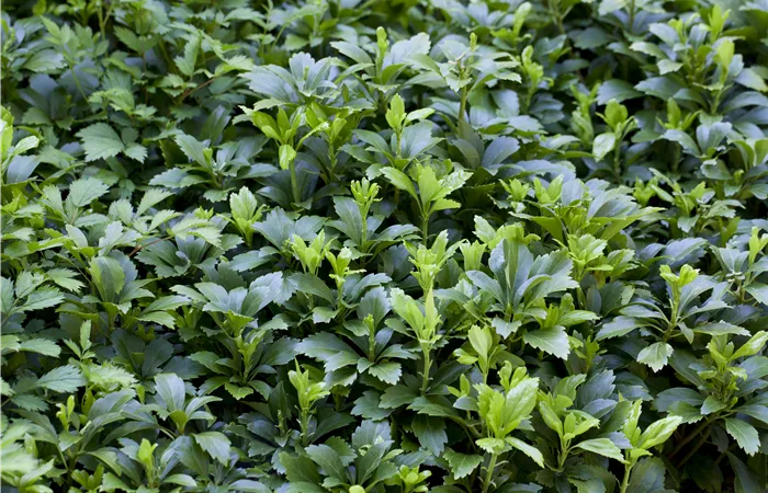 Pachysandra terminalis 'Green Carpet'® Pachysandra terminalis 'Green Carpet'®