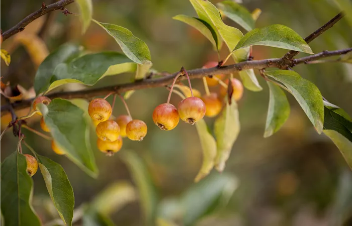 Malus 'Pom Zai'® Malus 'Pom Zai'®