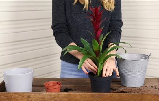 Bromelie - Einpflanzen in ein Gefäß Bromelie - Einpflanzen in ein Gefäß