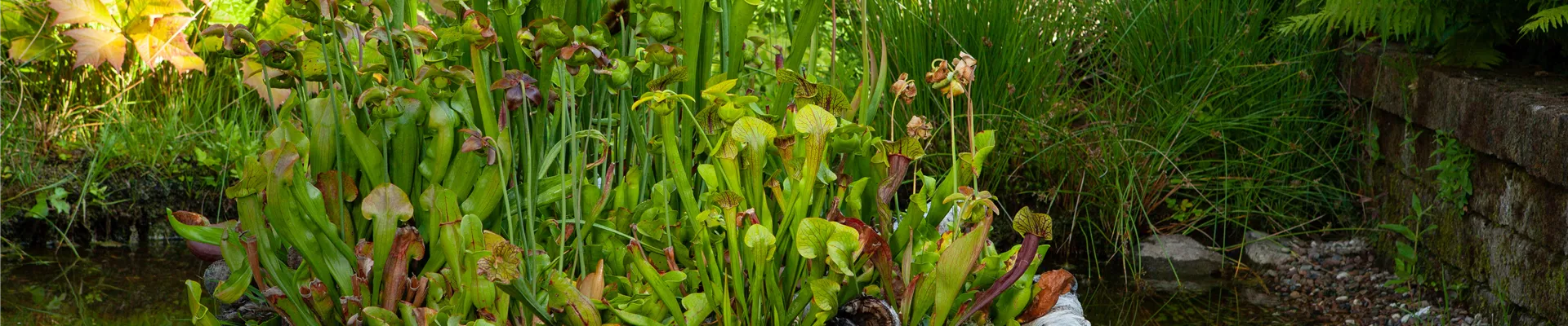 Sarracenia Sarracenia