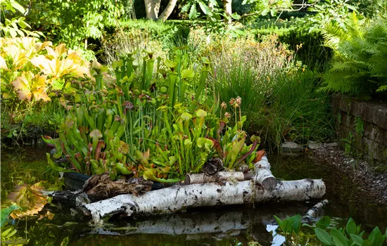 Warum Wasserpflanzen kaufen immer eine gute Idee ist Warum Wasserpflanzen kaufen immer eine gute Idee ist
