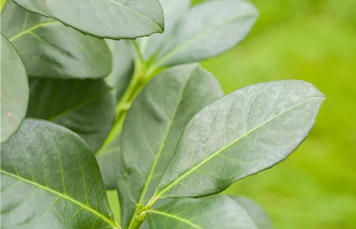 Prunus laurocerasus Prunus laurocerasus