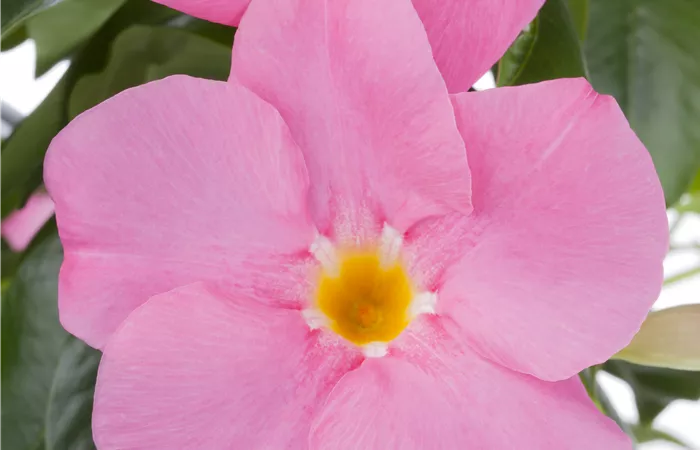 Mandevilla sanderi Mandevilla sanderi