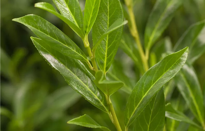 Prunus laurocerasus 'Caucasica' Prunus laurocerasus 'Caucasica'