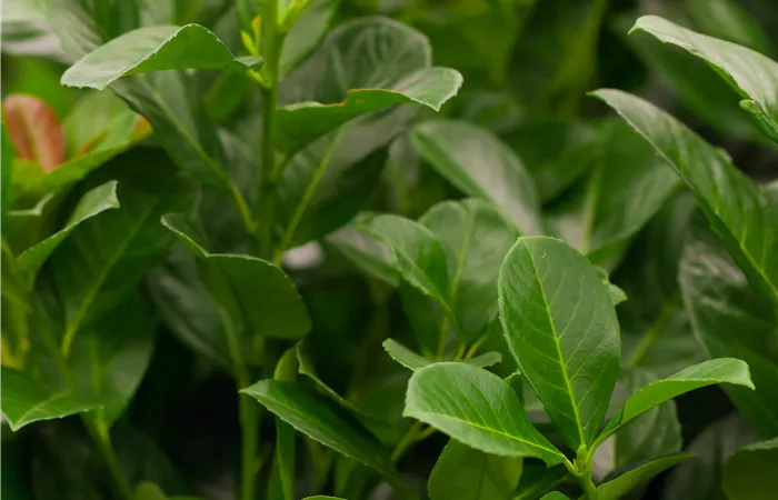 Prunus laurocerasus 'Etna'® Prunus laurocerasus 'Etna'®