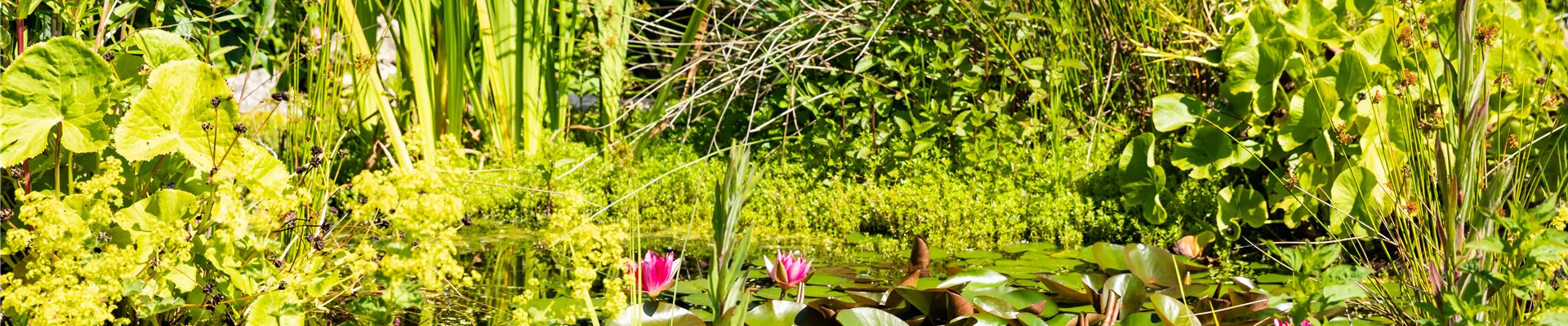 Seerosenteich Seerosenteich