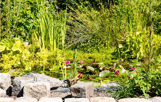 Wasserpflanzen einsetzen – So wird der Teich zum Highlight Wasserpflanzen einsetzen – So wird der Teich zum Highlight