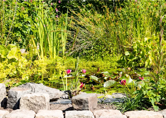 Wasserpflanzen einsetzen – So wird der Teich zum Highlight