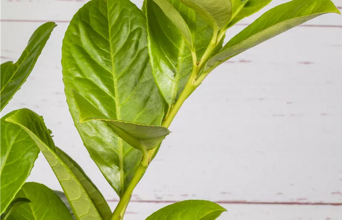 Prunus laurocerasus 'Novita' Prunus laurocerasus 'Novita'