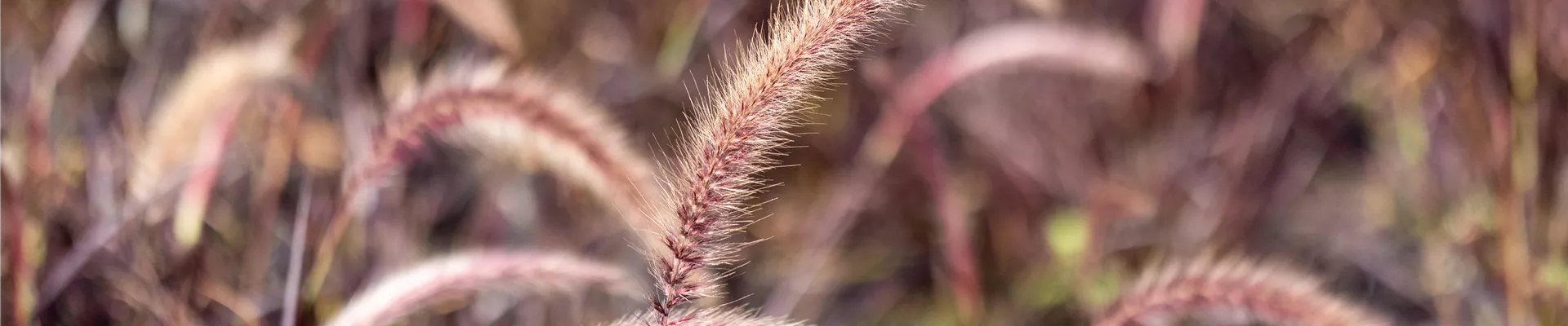 Pennisetum setaceum 'Fireworks'(s) Pennisetum setaceum 'Fireworks'(s)