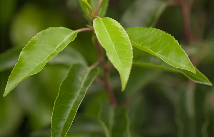 Prunus lusitanica Prunus lusitanica