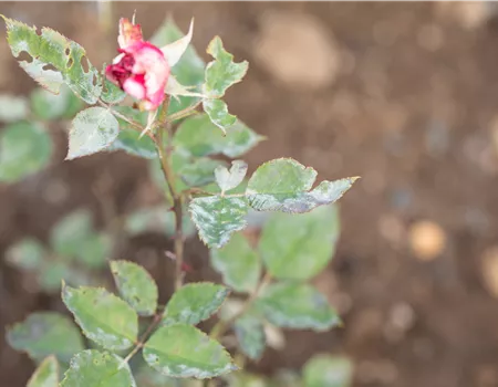 Die häufigsten Pflanzenkrankheiten erkennen und bekämpfen