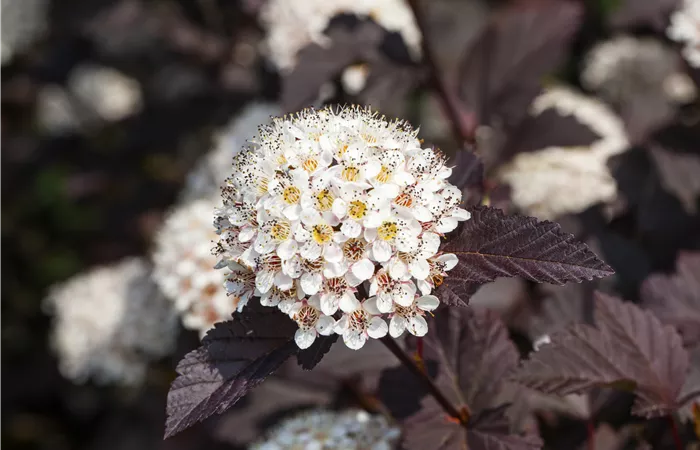 Physocarpus opulifolius 'Summer Wine'® Physocarpus opulifolius 'Summer Wine'®