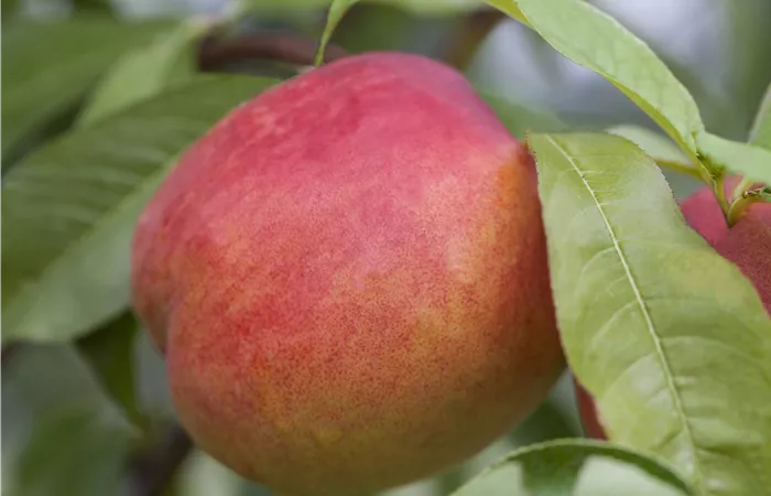 Prunus persica var. nucipersica Prunus persica var. nucipersica