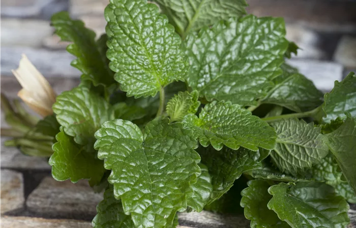 Melissa officinalis Melissa officinalis