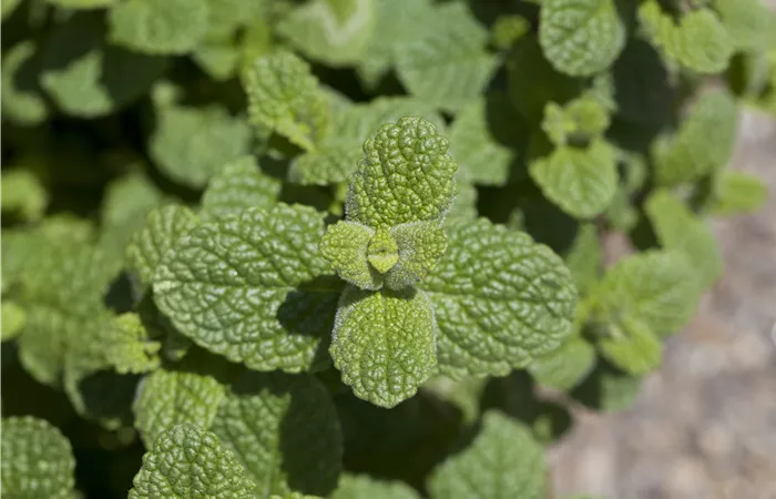 Mentha species Mentha species