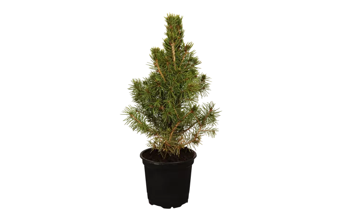 Picea glauca 'Conica' Picea glauca 'Conica'