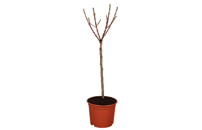 Prunus persica var. persica Prunus persica var. persica