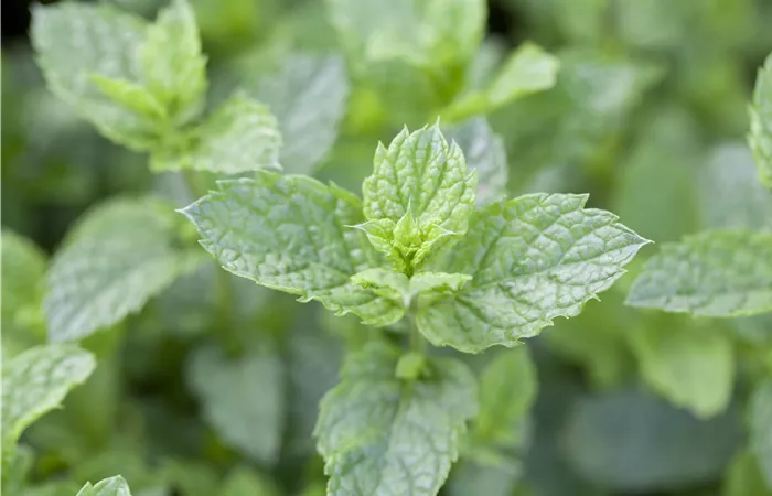 Mentha spicata 'Maroccan' Mentha spicata 'Maroccan'