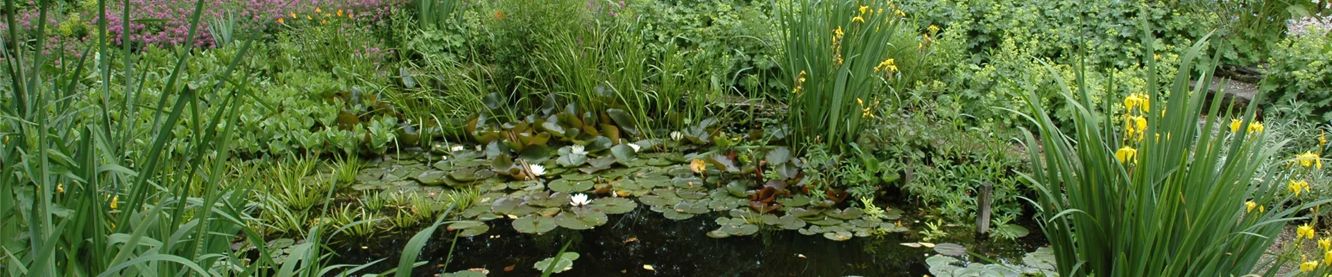 Gartenteich mit Seerosen Gartenteich mit Seerosen