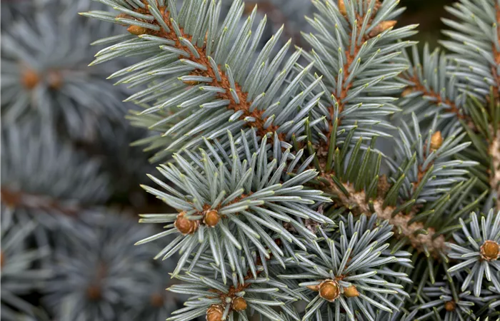 Picea pungens Picea pungens