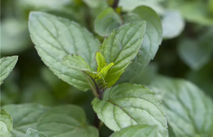 Mentha x piperita 'Chocolate' Mentha x piperita 'Chocolate'