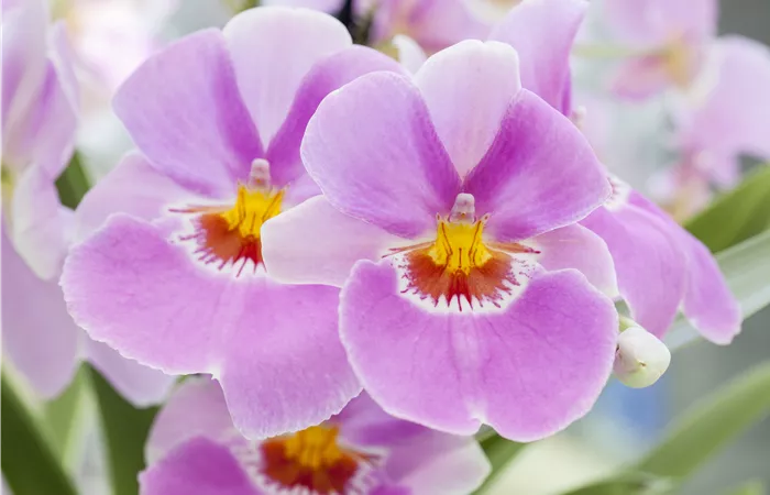Miltonia Miltonia