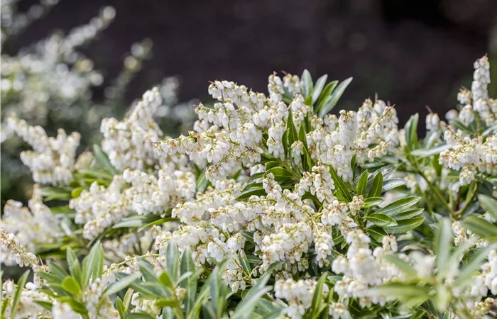 Pieris japonica 'Cupido'