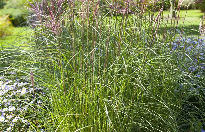 Miscanthus sinensis Miscanthus sinensis