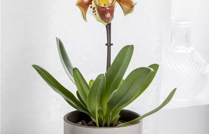 Paphiopedilum Paphiopedilum